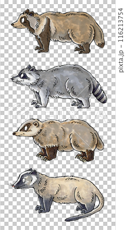 害獣セット(タヌキ、アライグマ、アナグマ、ハクビシン) 116213754