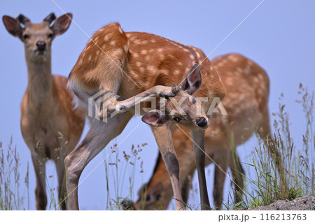 エゾシカ78（北海道） 116213763
