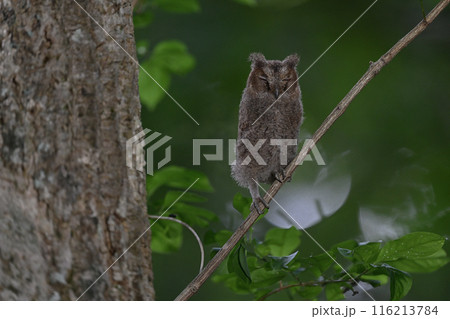 オオコノハズクの雛⑭（北海道） 116213784