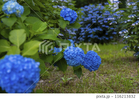 善福寺公園の満開の紫陽花【植物イメージ】 善福寺公園の満開の紫陽花【植物イメージ】 116213832