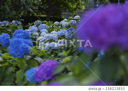 善福寺公園の満開の紫陽花【植物イメージ】 善福寺公園の満開の紫陽花【植物イメージ】 116213833