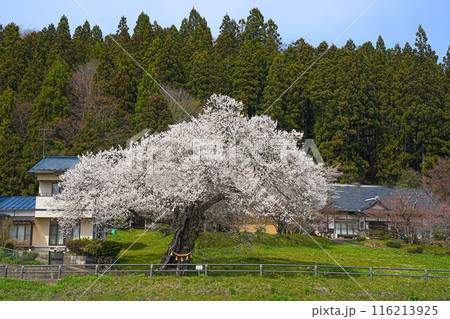 毛越のエドヒガン 116213925