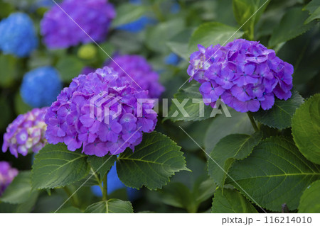 善福寺公園の満開の紫陽花【植物イメージ】 116214010