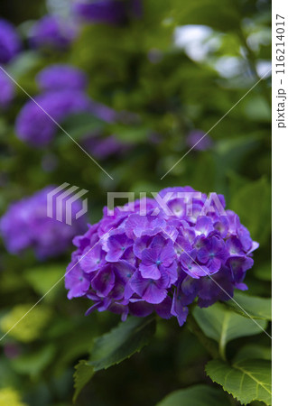 善福寺公園の満開の紫陽花【植物イメージ】 善福寺公園の満開の紫陽花【植物イメージ】 116214017