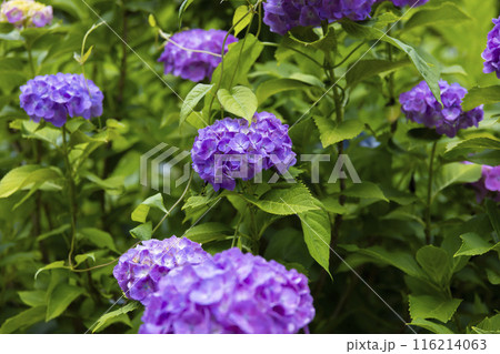 善福寺公園の満開の紫陽花【植物イメージ】 善福寺公園の満開の紫陽花【植物イメージ】 116214063