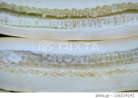 種用キュウリの断面 116214141