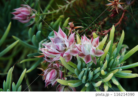 セルリアの花 セルリアの花 116214390