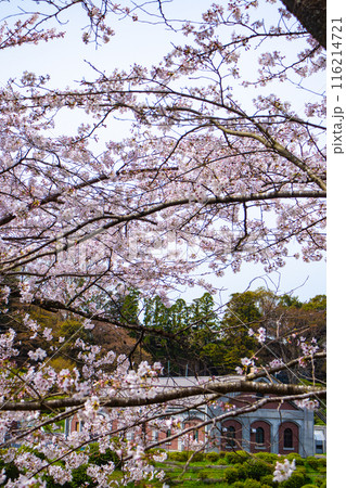 【京都風景】蹴上インクラインの桜 116214721