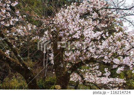 【京都風景】蹴上インクラインの桜 116214724