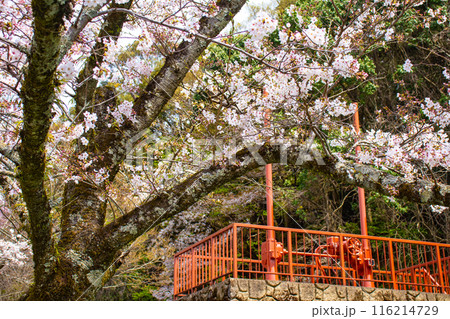 【京都風景】蹴上インクラインの桜 116214729