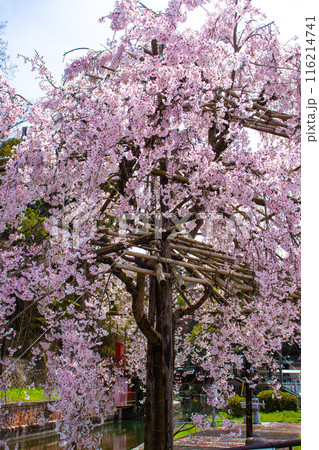 【京都風景】蹴上インクラインの桜 116214741