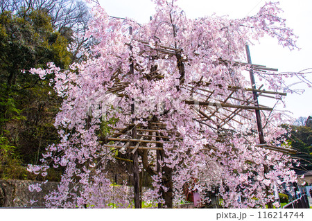 【京都風景】蹴上インクラインの桜 116214744