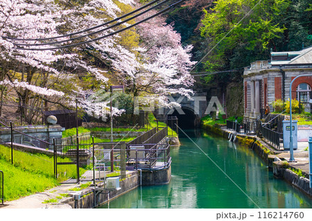 【京都風景】蹴上インクラインの桜 【京都風景】蹴上インクラインの桜 116214760