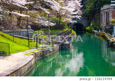 【京都風景】蹴上インクラインの桜 116214764