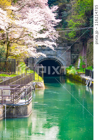 【京都風景】蹴上インクラインの桜 116214785