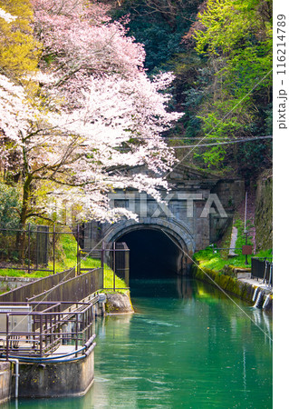 【京都風景】蹴上インクラインの桜 116214789