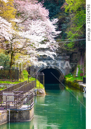 【京都風景】蹴上インクラインの桜 116214798