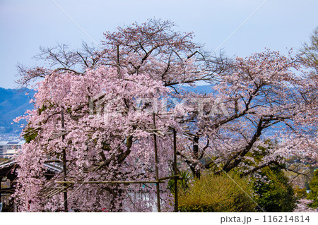 【京都風景】蹴上インクラインの桜 【京都風景】蹴上インクラインの桜 116214814