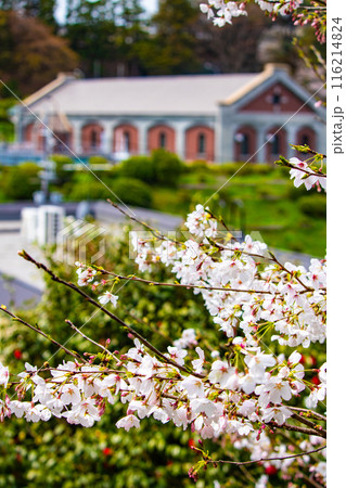 【京都風景】蹴上インクラインの桜 【京都風景】蹴上インクラインの桜 116214824