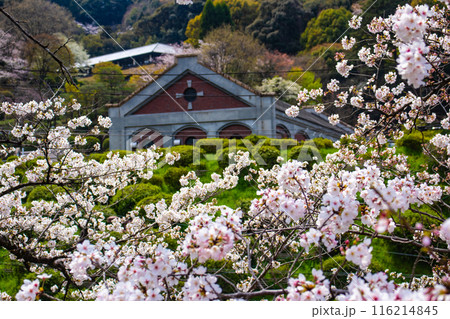 【京都風景】蹴上インクラインの桜 116214845