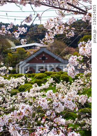 【京都風景】蹴上インクラインの桜 【京都風景】蹴上インクラインの桜 116214855
