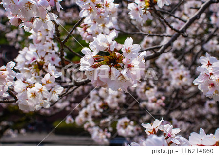 【京都風景】蹴上インクラインの桜 116214860
