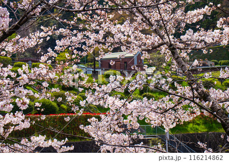 【京都風景】蹴上インクラインの桜 116214862