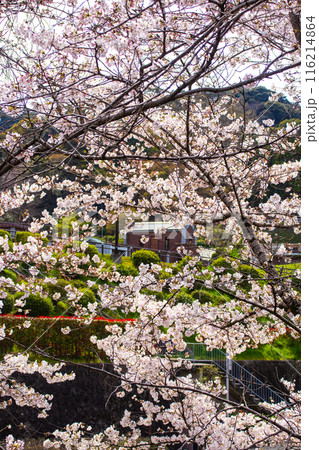 【京都風景】蹴上インクラインの桜 116214864