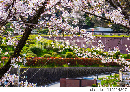 【京都風景】蹴上インクラインの桜 116214867