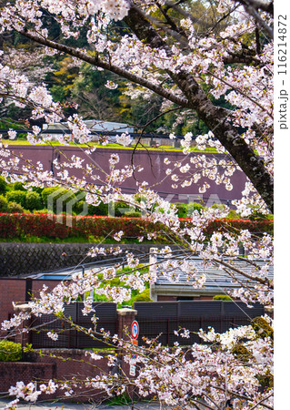 【京都風景】蹴上インクラインの桜 【京都風景】蹴上インクラインの桜 116214872