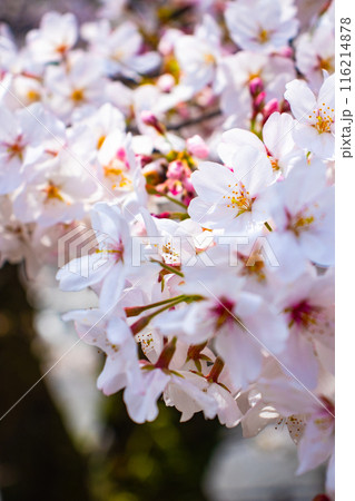 【京都風景】蹴上インクラインの桜 【京都風景】蹴上インクラインの桜 116214878