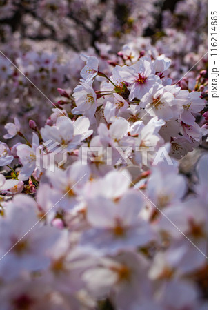 【京都風景】蹴上インクラインの桜 116214885