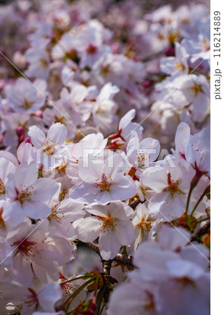 【京都風景】蹴上インクラインの桜 【京都風景】蹴上インクラインの桜 116214889