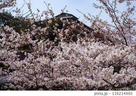【京都風景】蹴上インクラインの桜 【京都風景】蹴上インクラインの桜 116214892