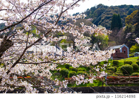 【京都風景】蹴上インクラインの桜 【京都風景】蹴上インクラインの桜 116214898