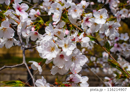【京都風景】蹴上インクラインの桜 116214907