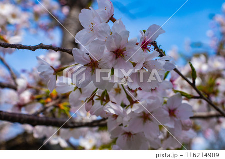 【京都風景】蹴上インクラインの桜 116214909