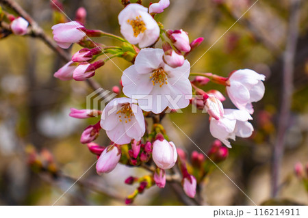 【京都風景】蹴上インクラインの桜 【京都風景】蹴上インクラインの桜 116214911