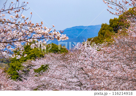 【京都風景】蹴上インクラインの桜 【京都風景】蹴上インクラインの桜 116214918