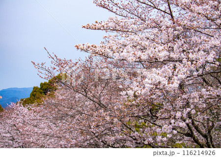 【京都風景】蹴上インクラインの桜 116214926