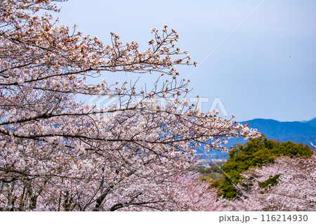 【京都風景】蹴上インクラインの桜 【京都風景】蹴上インクラインの桜 116214930