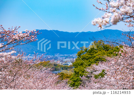 【京都風景】蹴上インクラインの桜 116214933