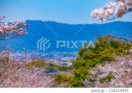 【京都風景】蹴上インクラインの桜 【京都風景】蹴上インクラインの桜 116214935