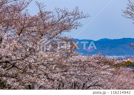 【京都風景】蹴上インクラインの桜 【京都風景】蹴上インクラインの桜 116214942