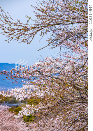 【京都風景】蹴上インクラインの桜 【京都風景】蹴上インクラインの桜 116214944
