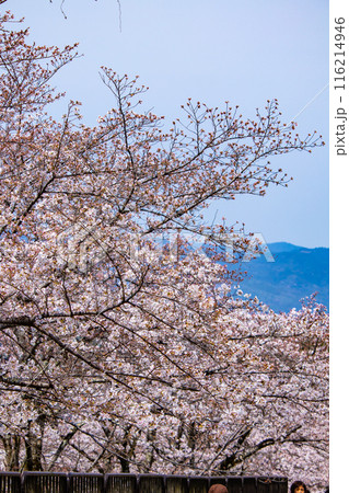 【京都風景】蹴上インクラインの桜 116214946