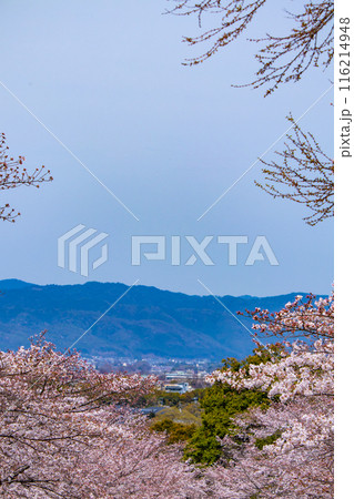 【京都風景】蹴上インクラインの桜 116214948