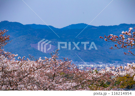 【京都風景】蹴上インクラインの桜 116214954