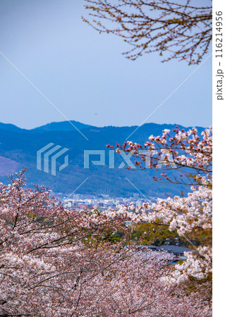 【京都風景】蹴上インクラインの桜 116214956