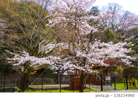 【京都風景】蹴上インクラインの桜 【京都風景】蹴上インクラインの桜 116214960